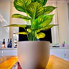 Planta Artificial Arbusto Decorativa Hojas Ralladas 80 Cm 6