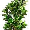 Planta Artificial Decorativa Arbol Grande Ficus Lyrata 180 cm 5