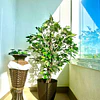 Planta Artificial Decorativa Arbol Grande Ficus 120cm 630hj 5