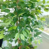 Planta Artificial Decorativa Arbol Grande Ficus 160cm 1008h 5
