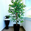 Planta Artificial Decorativa Arbol Grande Ficus 160cm 1008h 7