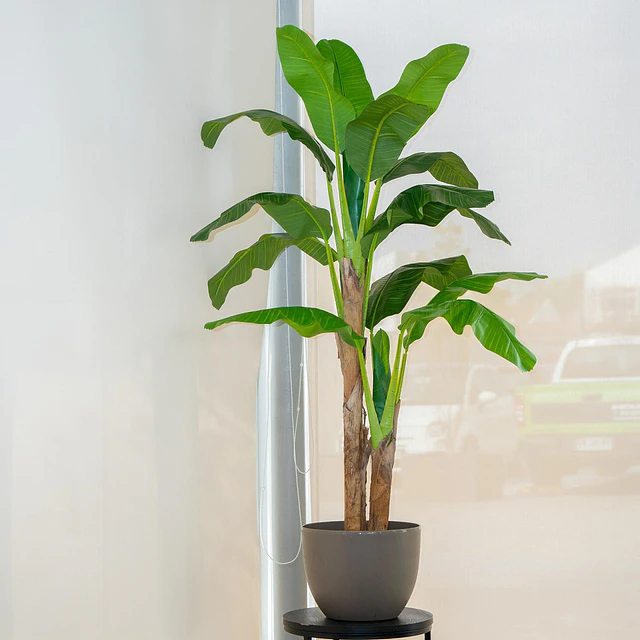 Planta Artificial Decorativa Arbol Grande Banano 180cm 14hjs 2