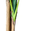 Planta Artificial Decorativa Arbol Grande Banano 180cm 14hjs 6