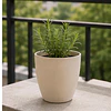 Macetero Redondo Beige 14 cm Plastico Interior Escritorio 5