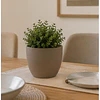 Macetero Redondo Beige 14 cm Plastico Interior Escritorio 13