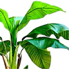 Planta Artificial Decorativa Arbol Grande Banano 160cm 15hj 5