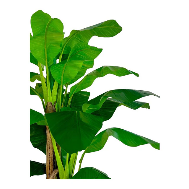 Planta Artificial Decorativa Arbol Grande Banano 230cm 26hjs 5
