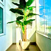 Planta Artificial Decorativa Arbol Grande Banano 180cm 14hjs 5