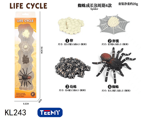 CICLO DE VIDA ARAÑA  ,PRECIO PUBLICADO ES AL POR MAYOR Y DEBEN SER 3 UNIDADES DEL MISMO  (KL243)