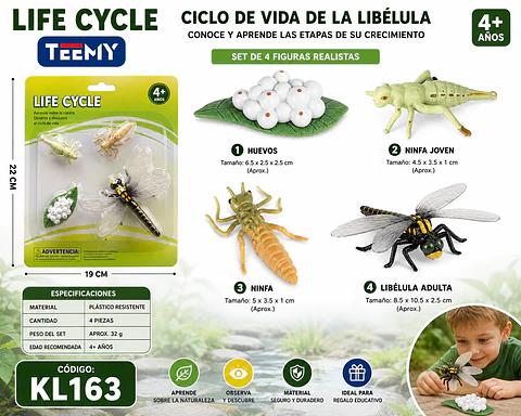 CICLO DE VIDA LIBELULA, 3 DEL MISMO POR MAYOR  (KL163)