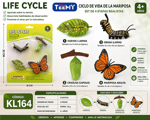 CICLO DE VIDA MARIPOSA, 3 DEL MISMO POR MAYOR  (KL164)