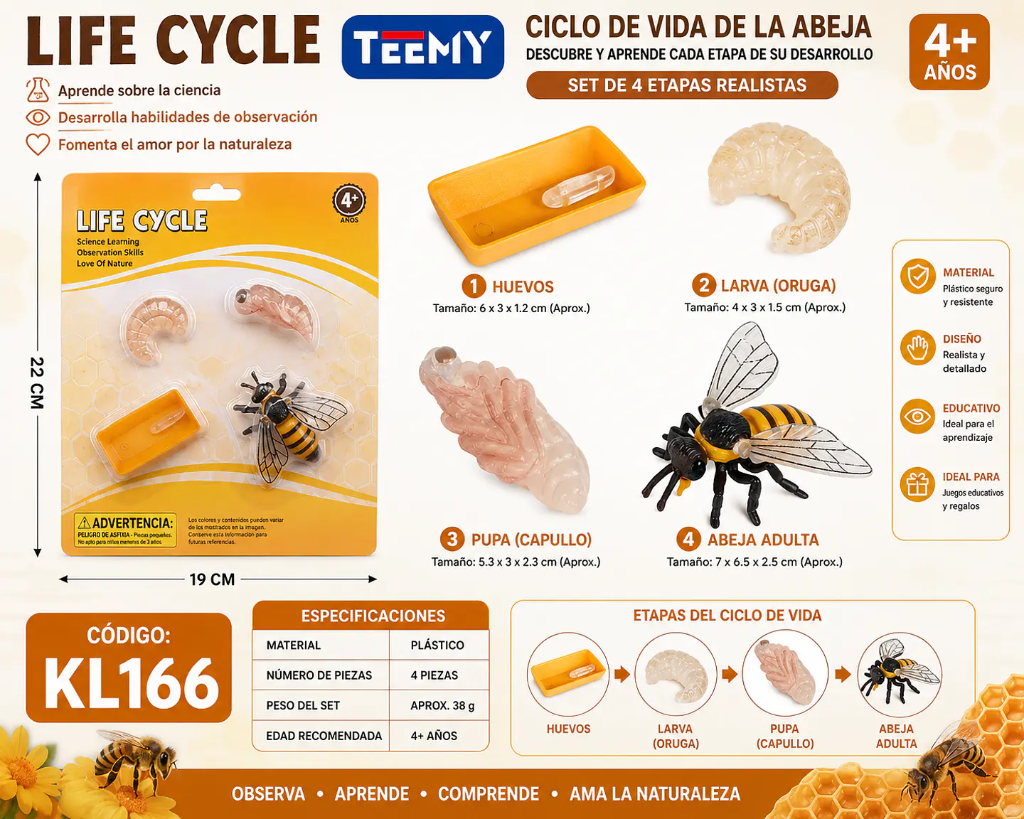 CICLO DE VIDA ABEJA , 3 DEL MISMO POR MAYOR  (KL166) 1
