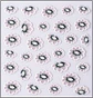 Sticker 3D Flores - Miniatura 3