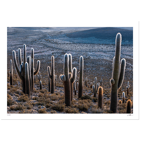 Los Cactus de Panaviento - (68 x 88 cm) Artista: Guy Wenborne
