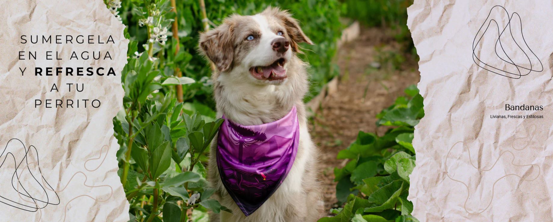 Bandanas para Perros: Usos y Beneficios