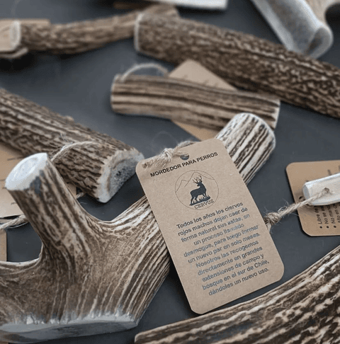 Asta de Ciervo Pequeña | InfoPet Reñaca