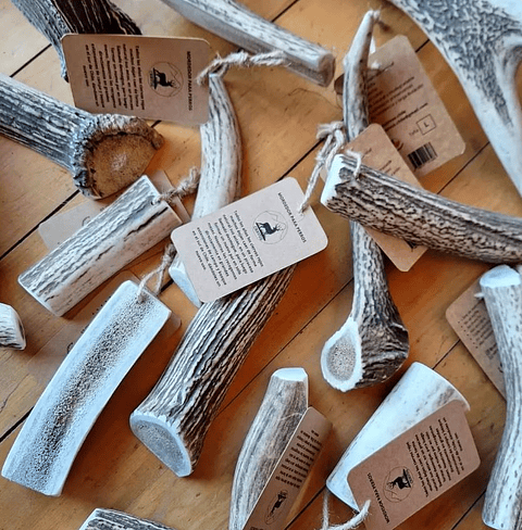 Asta de Ciervo Mediana | InfoPet Reñaca