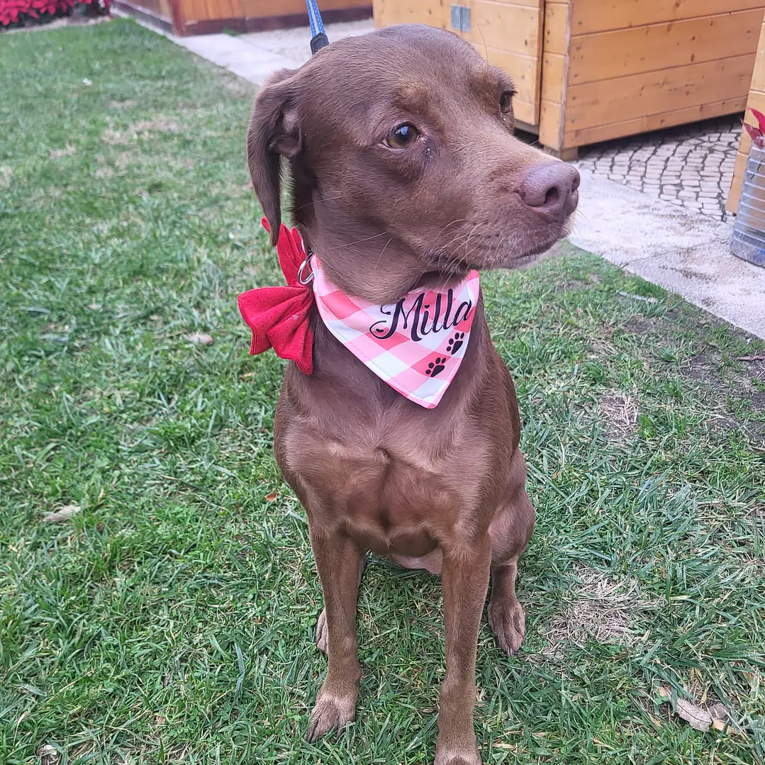 Coleiras com Lenço para os patudos - cães e gatos  2