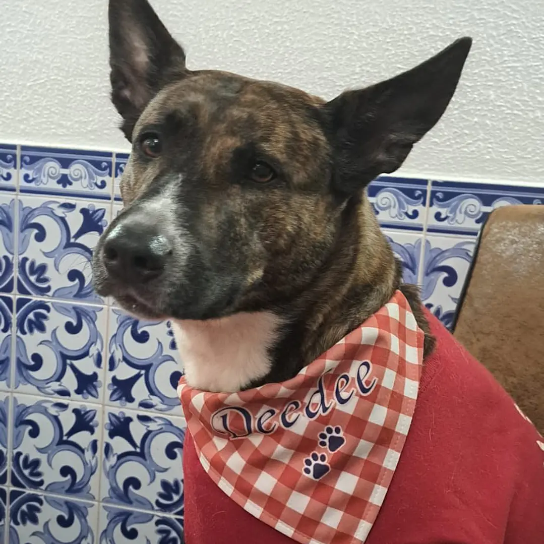 Coleiras com Lenço para os patudos - cães e gatos  4