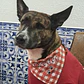 Coleiras com Lenço para os patudos - cães e gatos  - Thumbnail 4