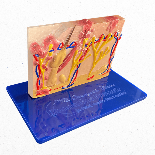 Modelo anatómico de piel