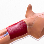 Simulador para colación de catéter central de inserción periférica picc  1