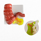 Kit  9 Plataformas de habilidades laparoscópicas 14