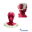 Simulador para aplicación de toxina botulinica tratamiento funcional 2