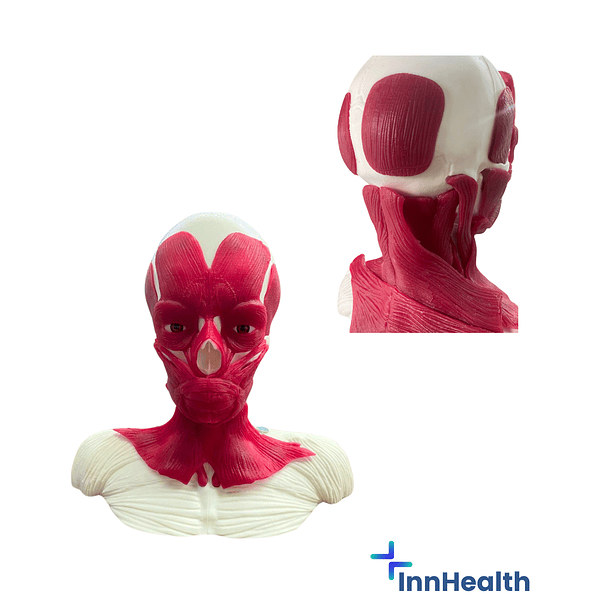 Simulador para aplicación de toxina botulinica tratamiento funcional 2