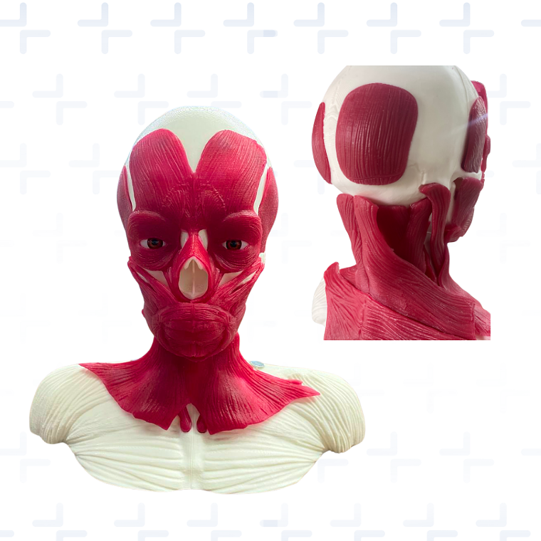 Simulador para aplicación de toxina botulinica tratamiento funcional 2