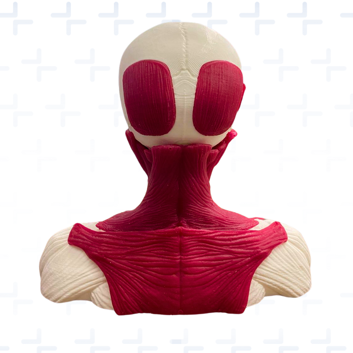 Simulador para aplicación de toxina botulinica tratamiento funcional 3