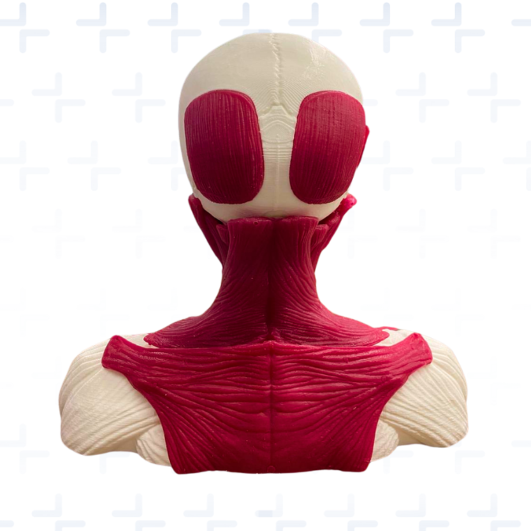 Simulador para aplicación de toxina botulinica tratamiento funcional 3