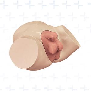 Pelvis de paso de sonda vesical con genitales intercambiables