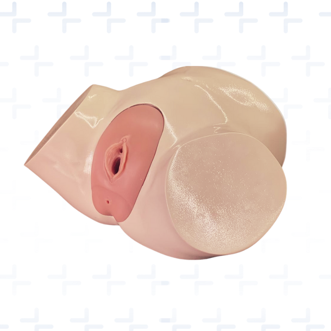 Pelvis de paso de sonda vesical con genitales intercambiables 2