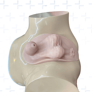Simulador de paso de sonda vesical y palpación de próstata