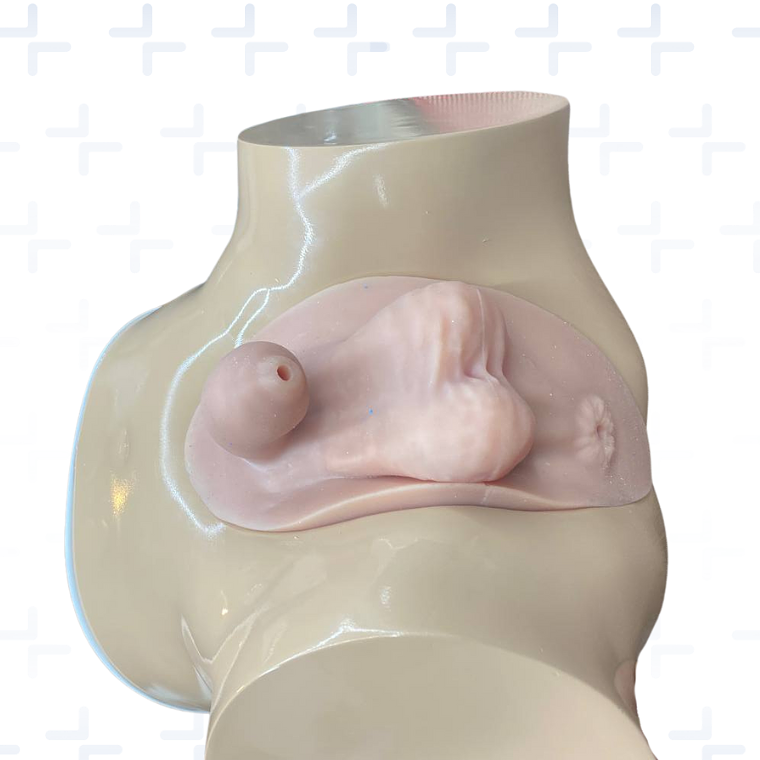 Simulador de paso de sonda vesical y palpación de próstata 1