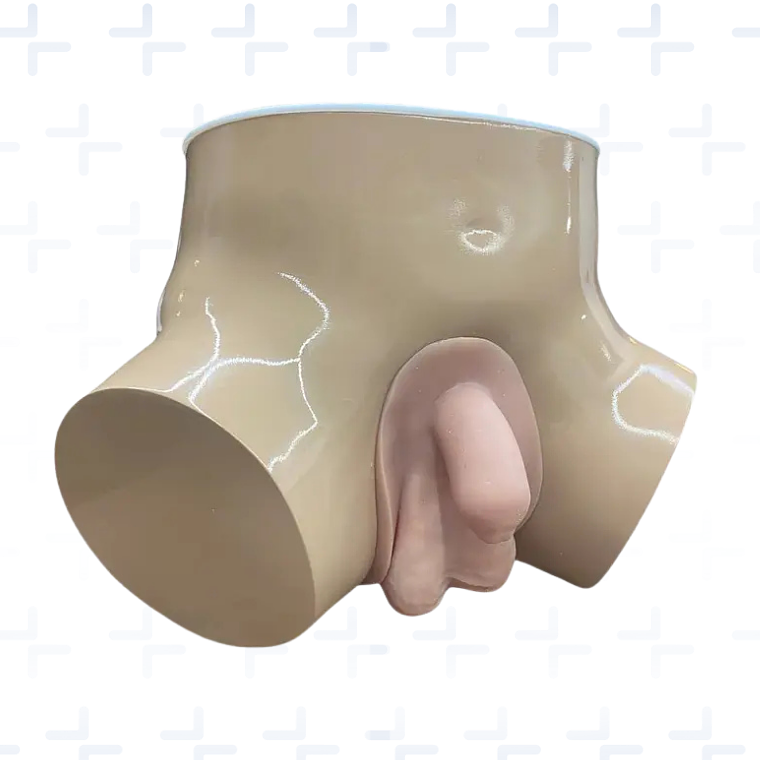 Simulador de paso de sonda vesical y palpación de próstata 2