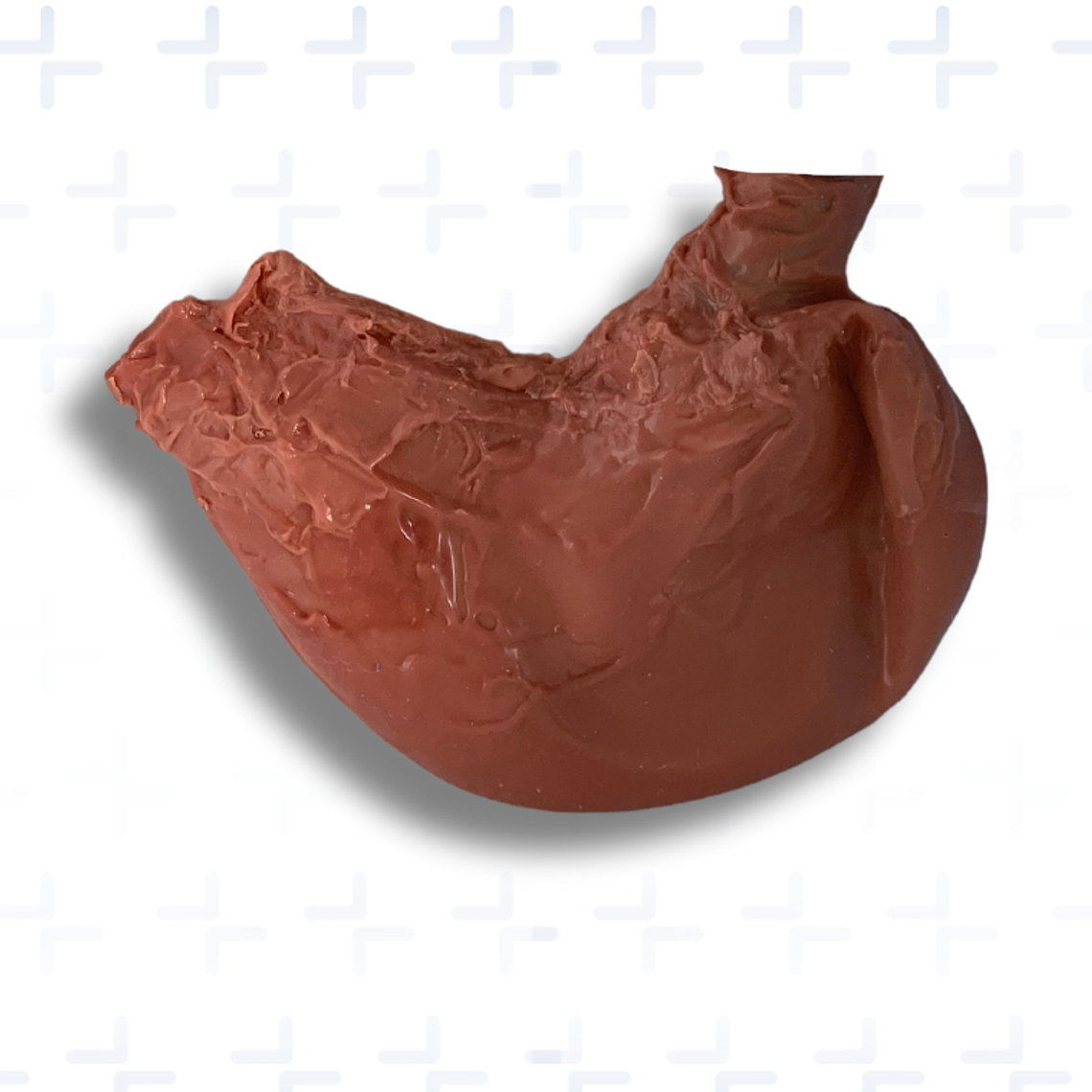 Simulador de estomago 1