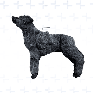 Simulador RCP Perro  - CANINO 