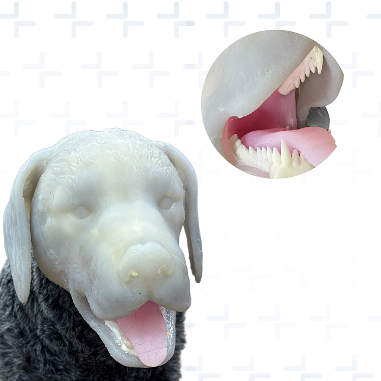 Simulador RCP canino + intubacion endotraqueal 2