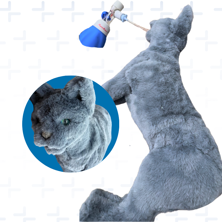 simulador para RCP + intubacion felino 3