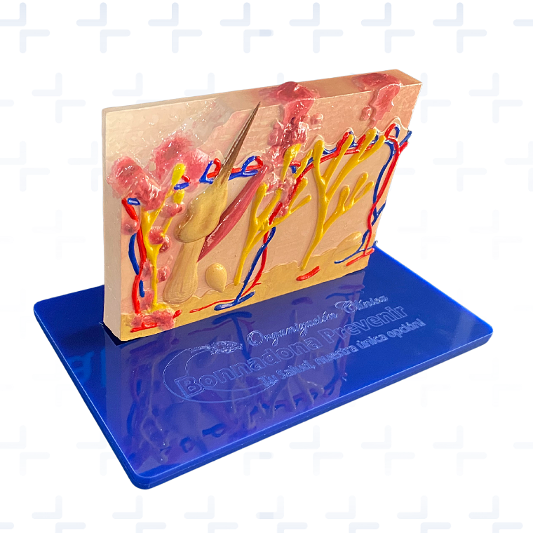 Modelo anatómico de piel 1