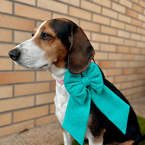 LAÇO WATERMELON SUGAR