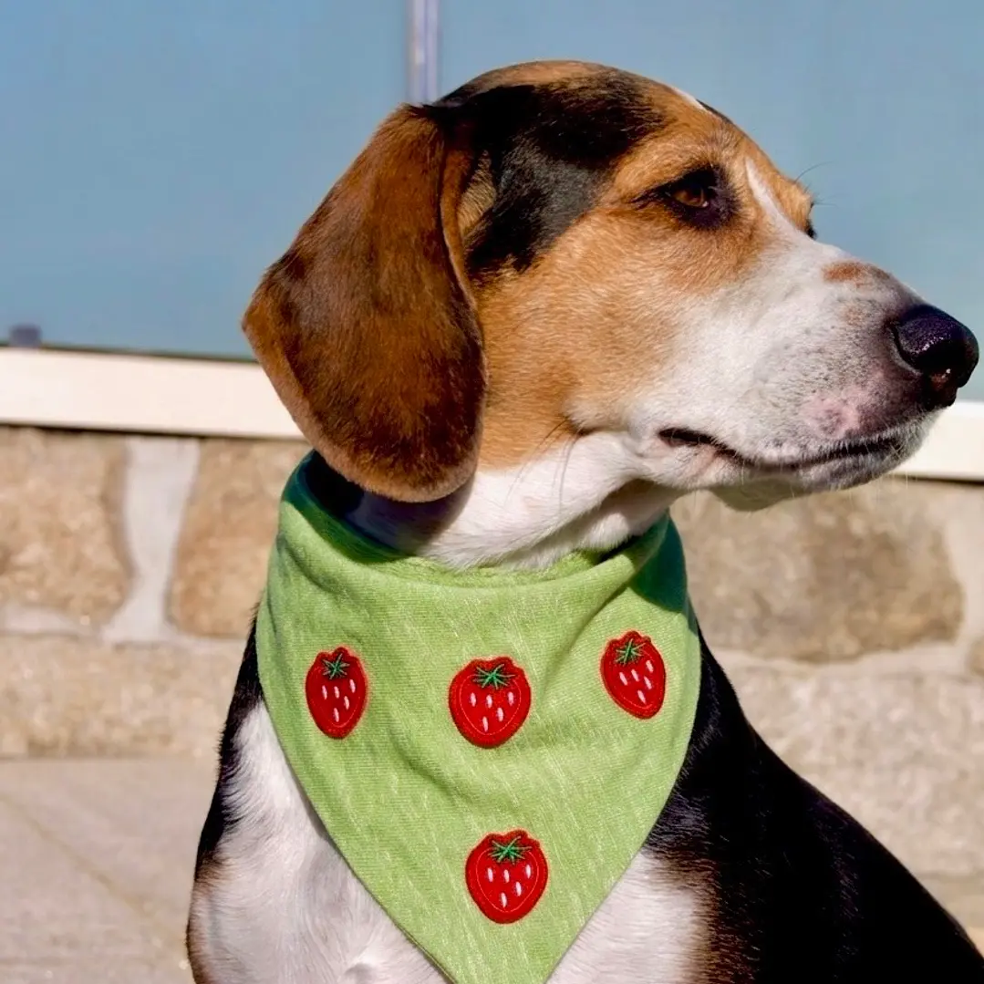 BANDANA CLICK |  BERRY FRESH 2