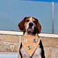 BANDANA CLICK |  DAISY BEE - thumbnail 2
