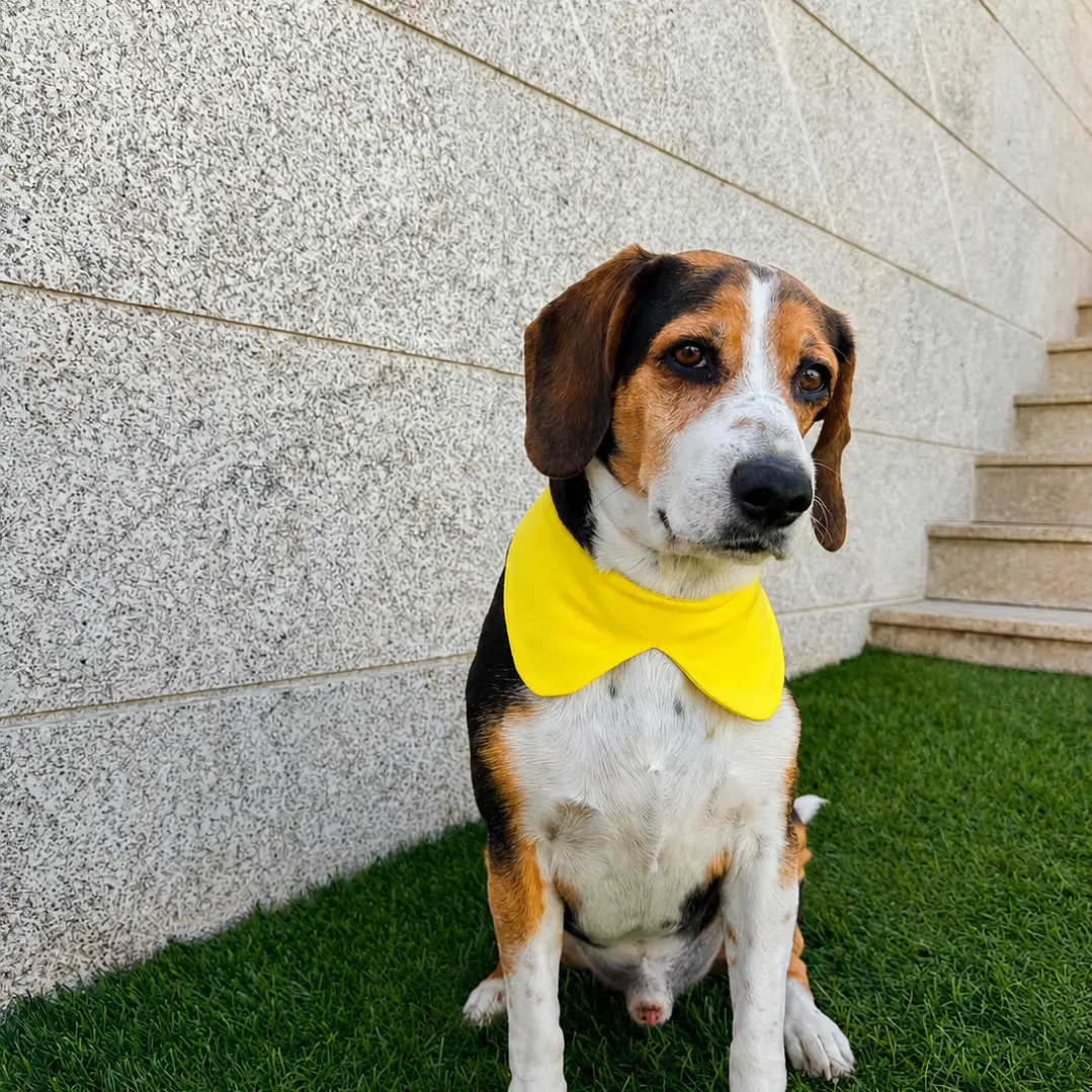 MINI BANDANA | APEROL 2