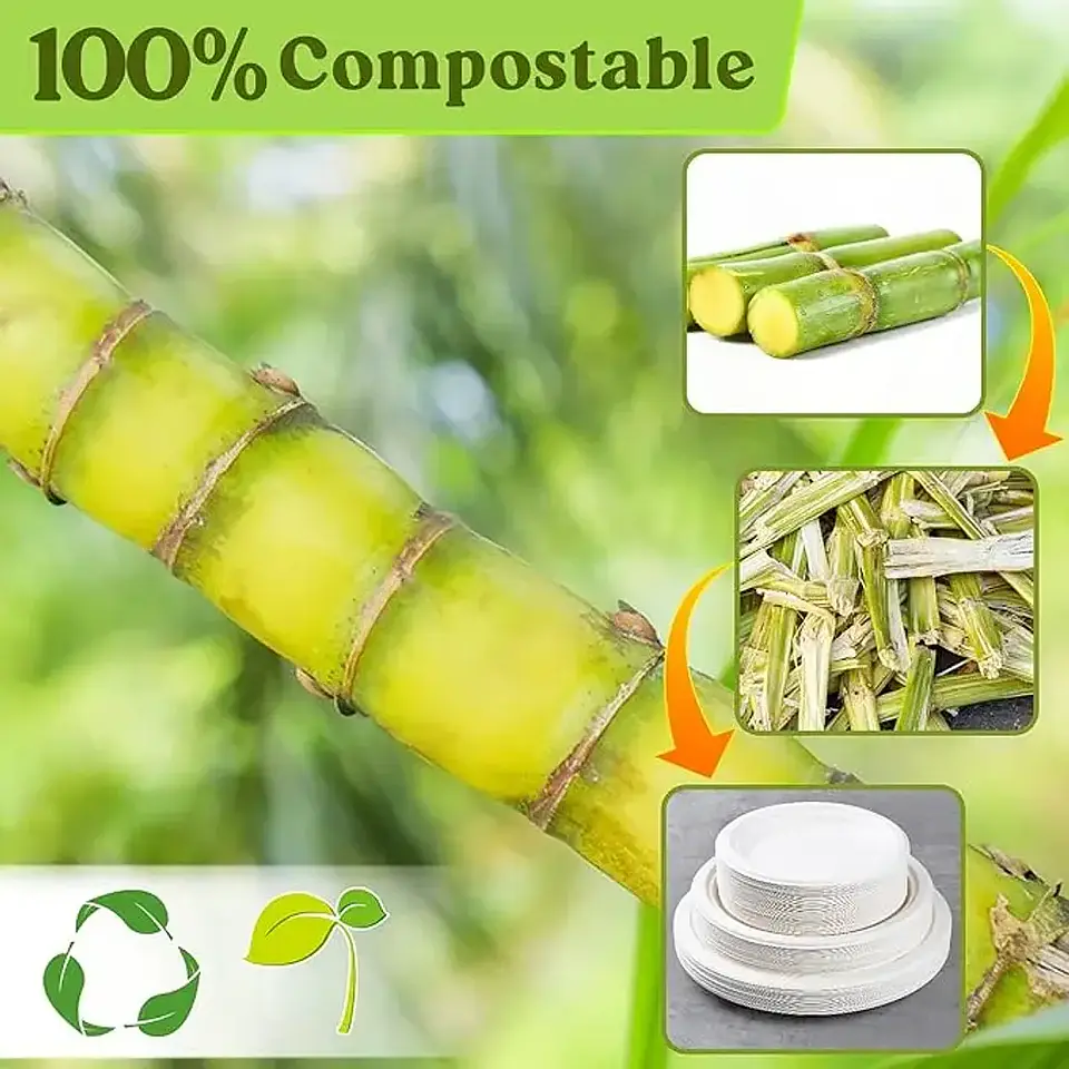Plato Biodegadable 26cm (10 unidades) 5
