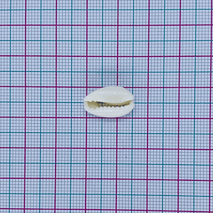 CONCHA NATURAL CAR14MM