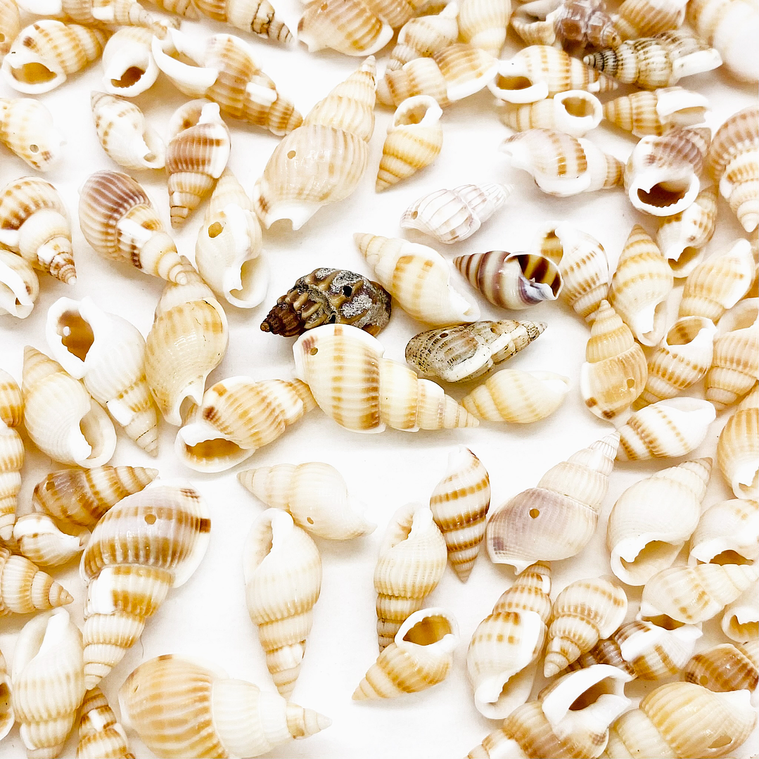 DIJE ✦ CARACOL NATURAL  1