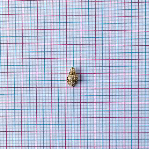 CARACOL RODIO W04234